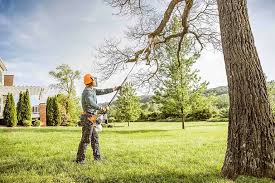 Best Fruit Tree Pruning  in Elmore, OH