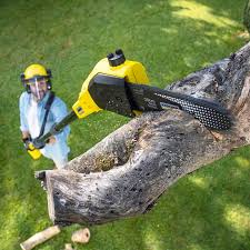 Organic Lawn Care Solutions in Elmore, OH