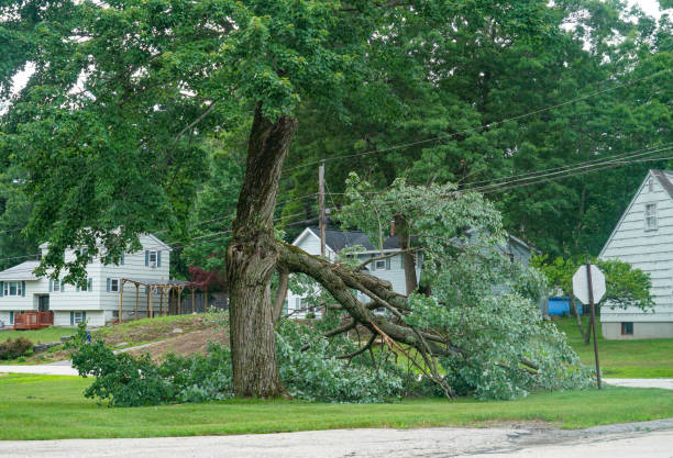 Why Choose Our Tree Removal Services in Elmore, OH?